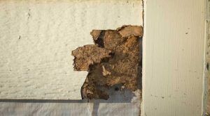 termite damage esp | Pest Control Escondido, CA